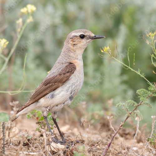 Northern wheatear Oenanthe oenanthe female. In the wild