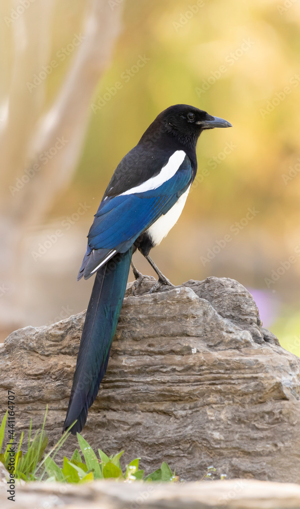 common magpie sitting on a stone against a blurred background, Pica pica common magpie sitting on a stone against a blurred background, Pica pica