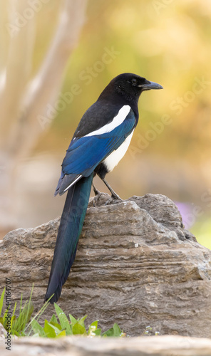 Fotografia common magpie sitting on a stone against a blurred background, Pica pica