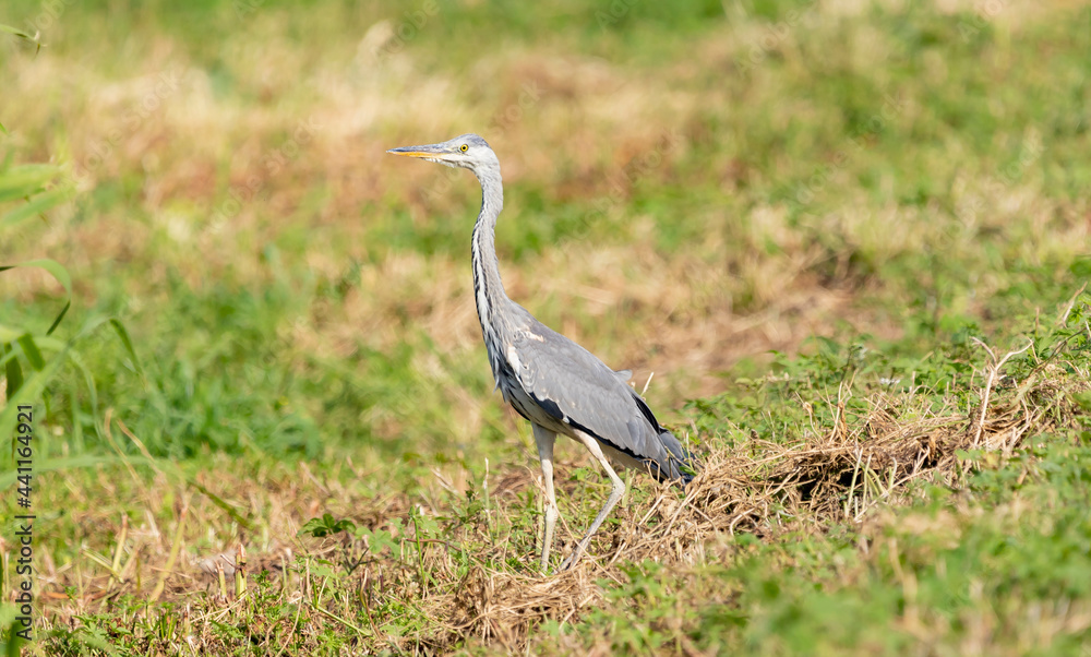 A young gray heron awaits its prey among the grass, Ardea cinerea A young gray heron awaits its prey among the grass, Ardea cinerea