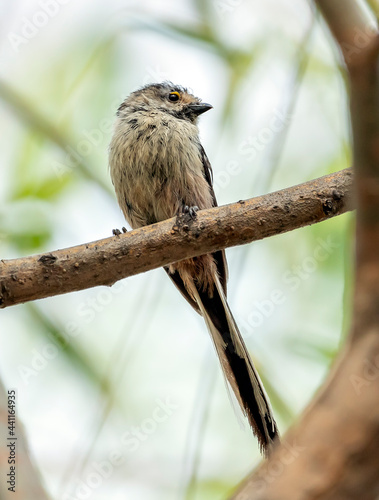 Small Silver-throated bushtit perched on a tree branch, Aegithalos glaucogularis