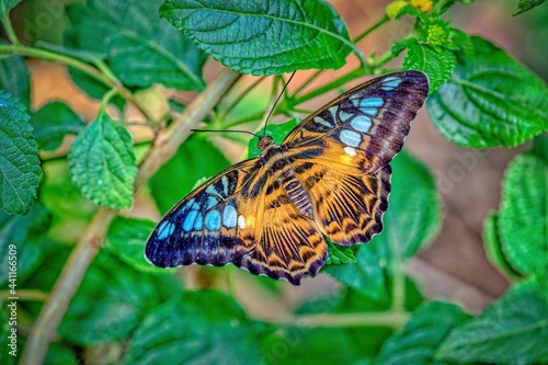 Butterfly © Padraic