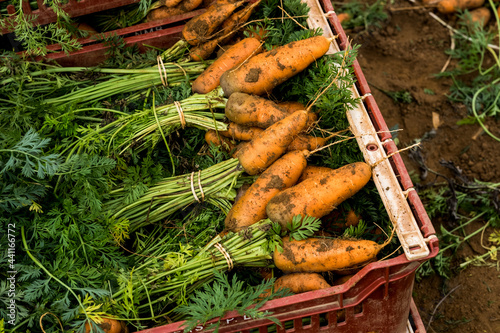 Close up of bunches of freshly picked carrots in a plastic crate. photo