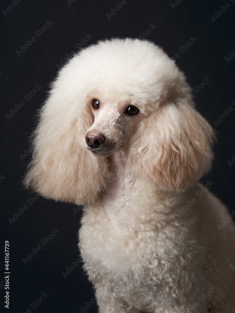 portrait of a white small poodle. dog on black background. Beautiful pet portrait of a white small poodle. dog on black background. Beautiful pet