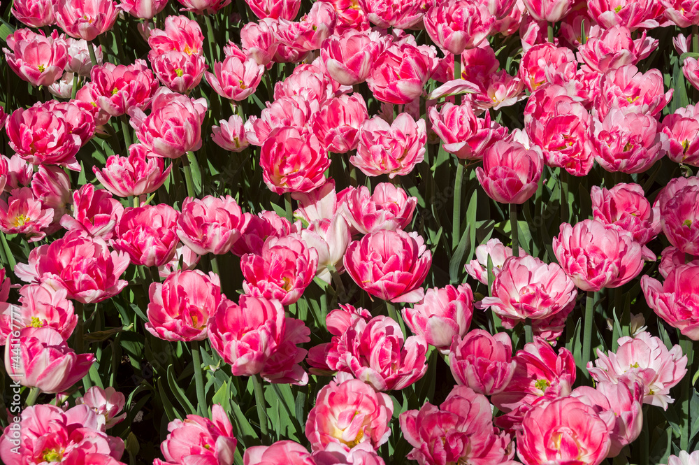 Tulips of the Foxtrot  species.