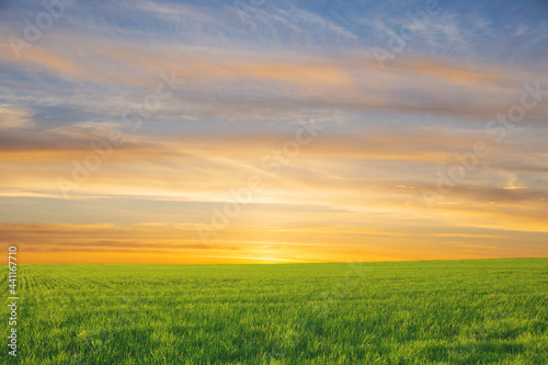 summer landscape, field with green grass and horizon, textured sunset sky, sun