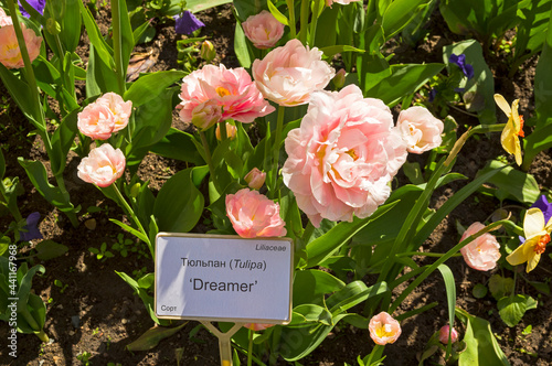 Tulips of the Dreamer  species.