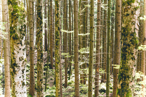 View into the forest