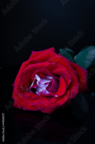 Red rose on a dark background