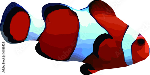 percula clown fish with a white background