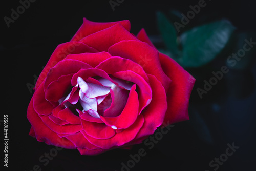 Red rose on a dark background