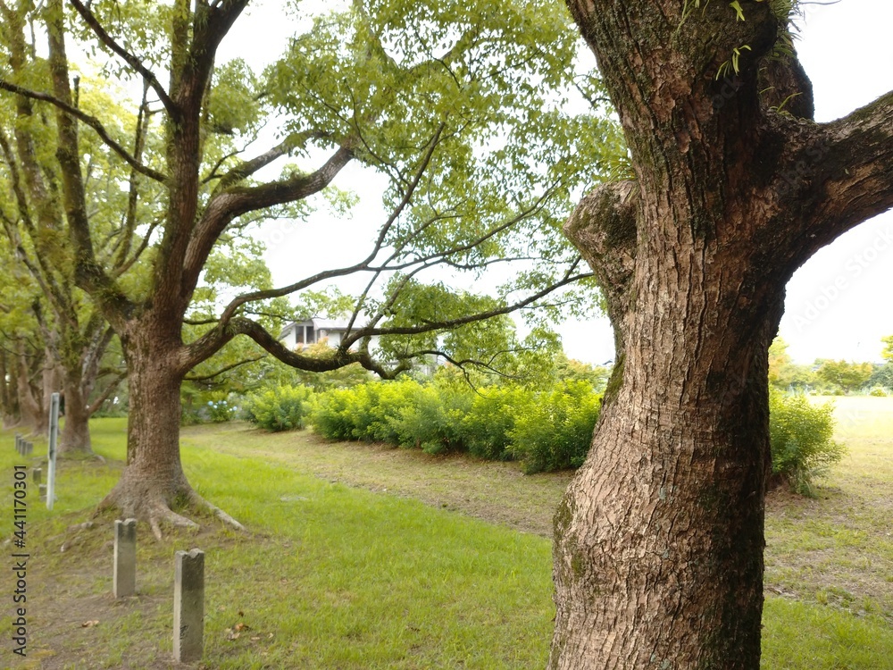 Fototapeta premium tree in park