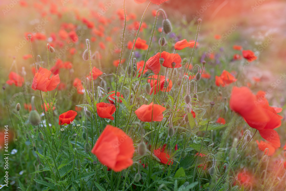 Obraz premium Red poppy flower field. Summertime background.