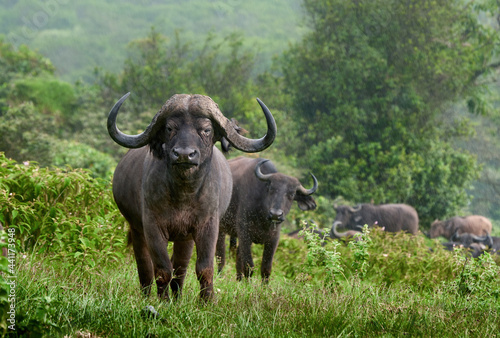 Leader of herd of wild African buffaloes watches and does not let them approach herd during rain in savannah. Tanzania.