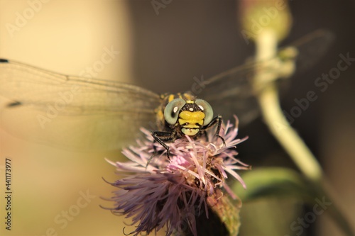 Tiger dragonfly.
it's also called the small pincertail or green-eyed hook-tailed dragonfly. Onychogomphus forcipatus.
is a species of dragonflies belonging to the family Gomphidae.
insect world photo