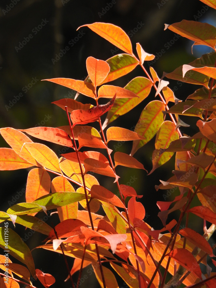 Fototapeta premium ハゼノキの紅葉