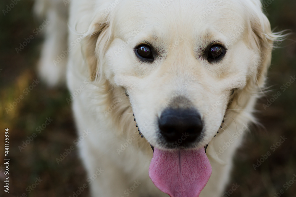 Close up view on golden retriever face. Top view. Close up view on golden retriever face. Top view.
