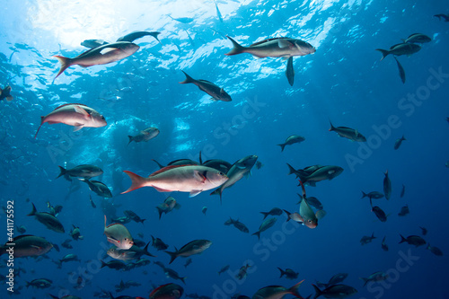 School of fish in blue sea water.