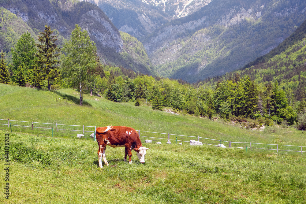 Cows grazing on alpine pasture. Grass finished beef. Happy cattle in nature.