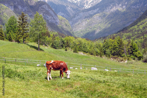 Cows grazing on alpine pasture. Grass finished beef. Happy cattle in nature.