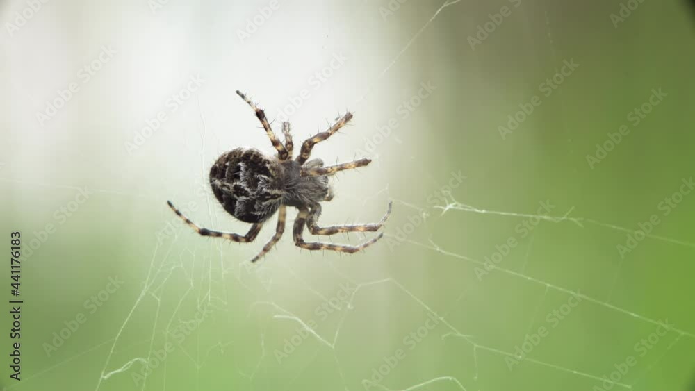 Macro of spider Agalenatea redii, sitting in the center of its web, waiting for prey. Macro of spider Agalenatea redii, sitting in the center of its web, waiting for prey.