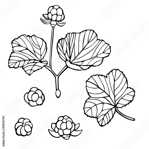cloudberry outline set