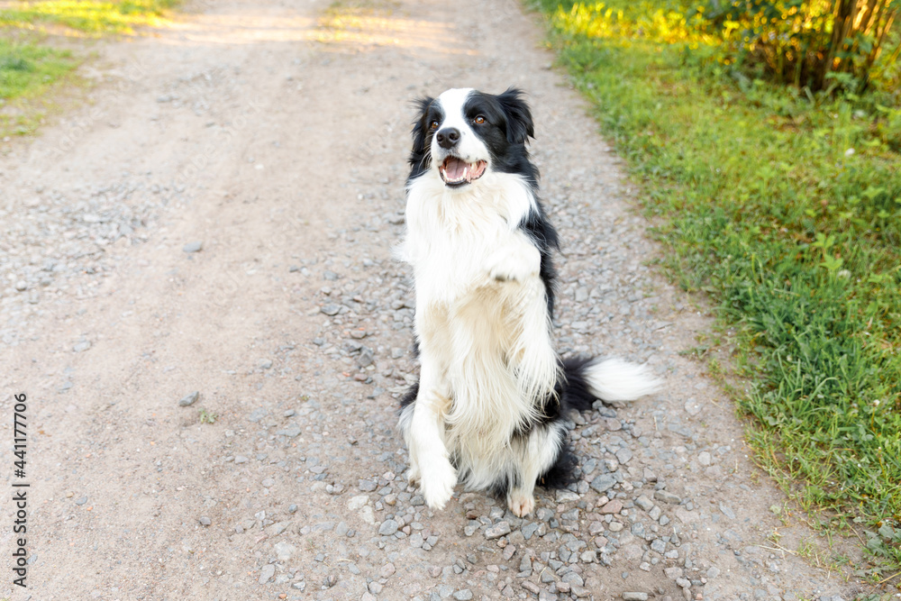 Outdoor portrait of cute smiling puppy border collie jumping, waiting for reward on park background. Little dog with funny face in sunny summer day outdoors. Pet care and funny animals life concept.