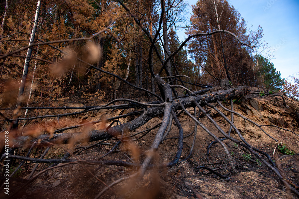 Obraz premium burnt tree