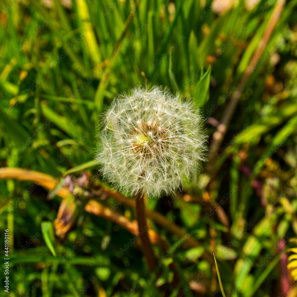 Fototapeta premium Close up of a Dandelion seedball (Taraxacum officinale) 