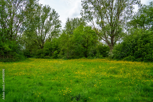 View in the park with meadow with buttercups (Ranunculus) 