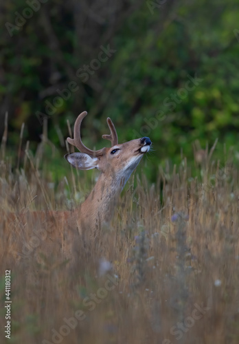 White-tailed deer buck sniffing the air walks through the meadow during the summer in Canada