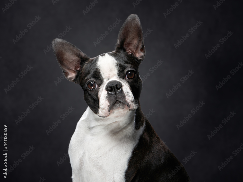 portrait of a dog on a black background. Attentive Boston Terrier