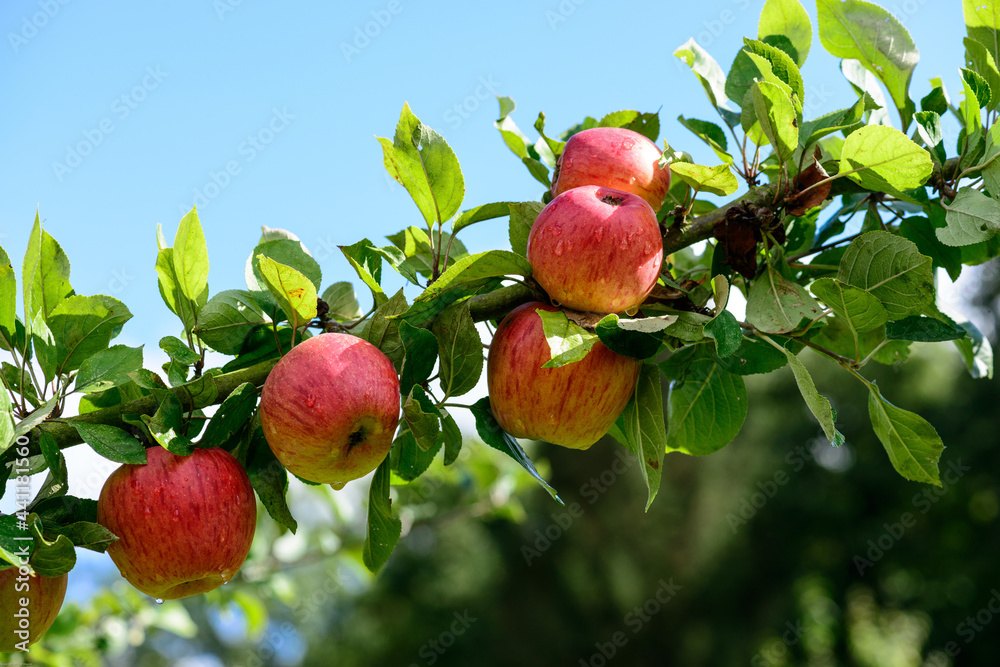 Pommes Pommes