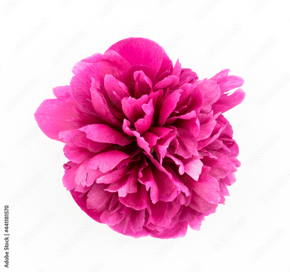 Pink peony flower isolated on white background Pink peony flower isolated on white background