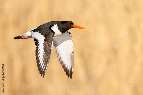 Photos Eurasian oystercatcher