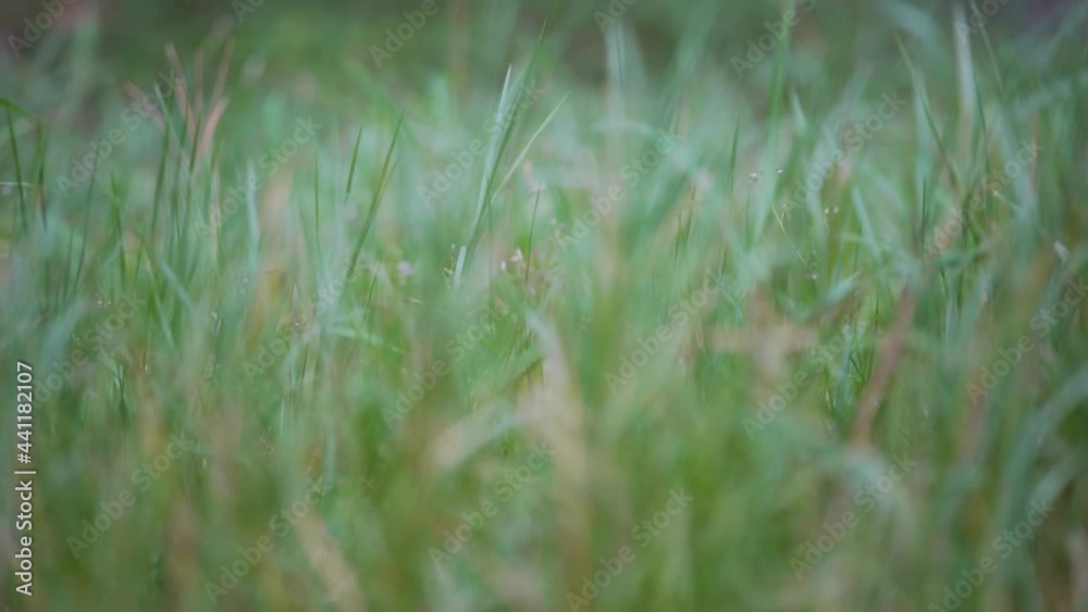 Grass Swaying in Wind blur background . Grass Swaying in Wind blur background .