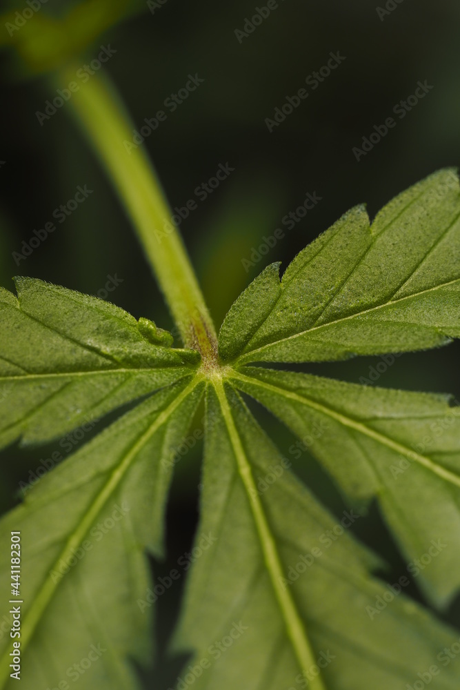 Cannabis marijuana plant hemp leaf Cannabis marijuana plant hemp leaf