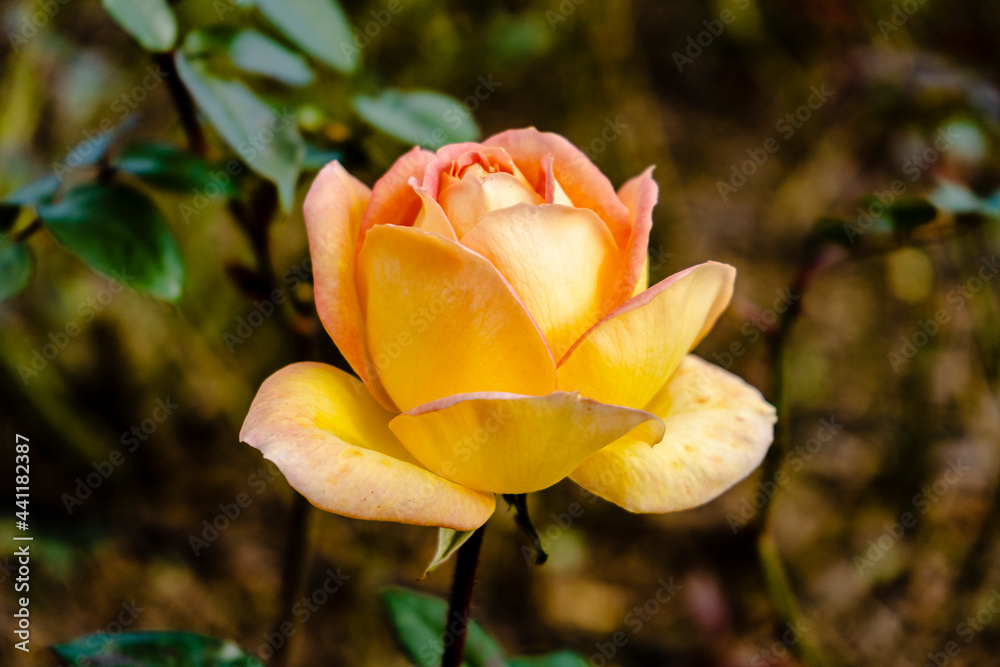 Luis DeFunes variety of rose grown in the rose garden of Palermo in Buenos Aires Luis DeFunes variety of rose grown in the rose garden of Palermo in Buenos Aires