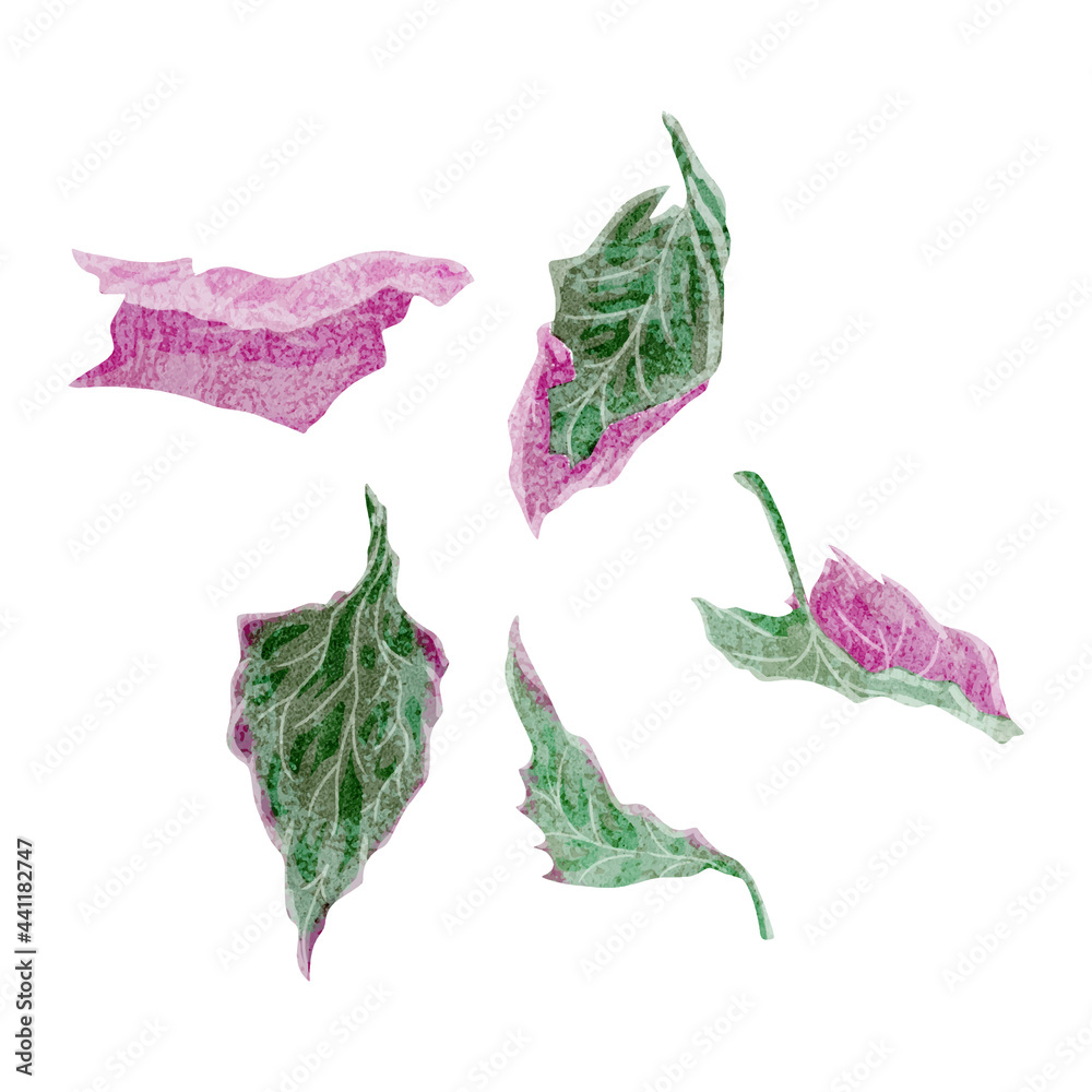 漢方生薬 紫蘇 シヨウ 手描き水彩風イラスト Stock Vector Adobe Stock