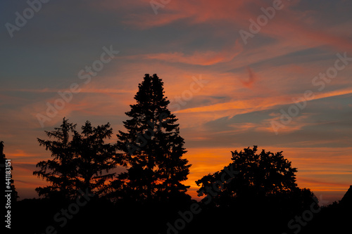 blue hour sunset with tree silhouette photo