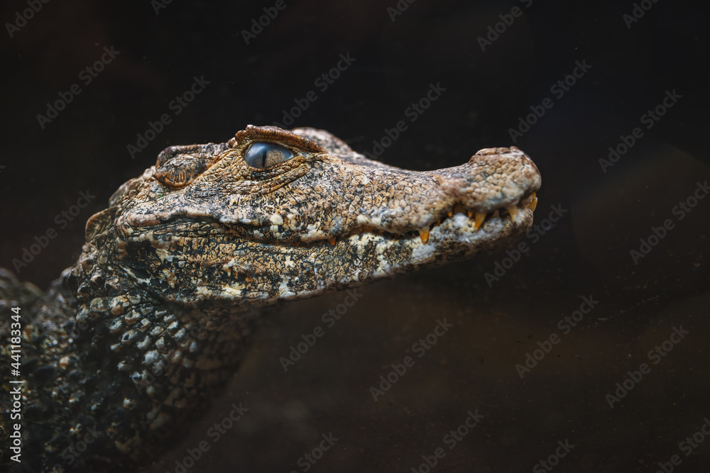 Obraz premium Portrait of Cuvier's dwarf caiman (Paleosuchus palpebrosus) - small crocodilian in the alligator family from northern and central South America.