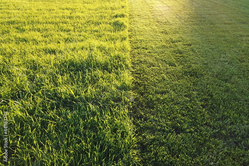 Grass cut with lawn mower. Half of the grass trimmed and half is still long. Fresh cut backyard in the sunlihgt.