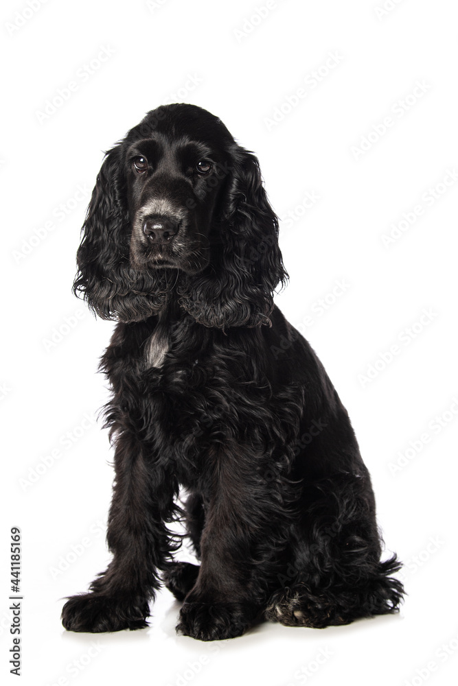 Cocker spaniel puppy on white background Cocker spaniel puppy on white background