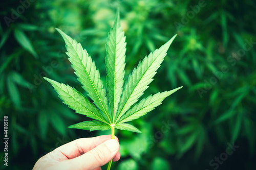 Human hand holding Marijuana Leaf from Medical Cannabis or CBD Hemp plant on blurred dark green foliage background. BIO products and back to the nature concept