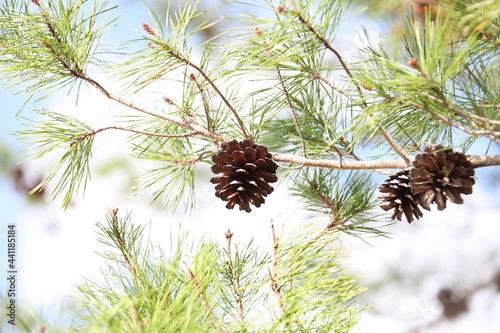 The crowns of longleaf pine tree species native to the Southeastern United States photo