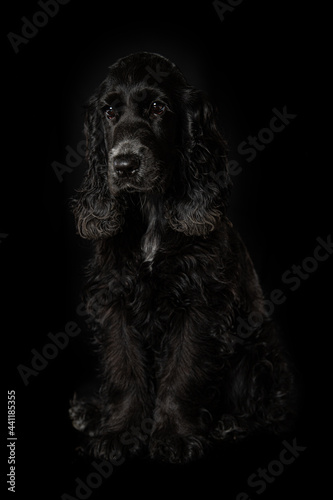 Cocker spaniel puppy on black background