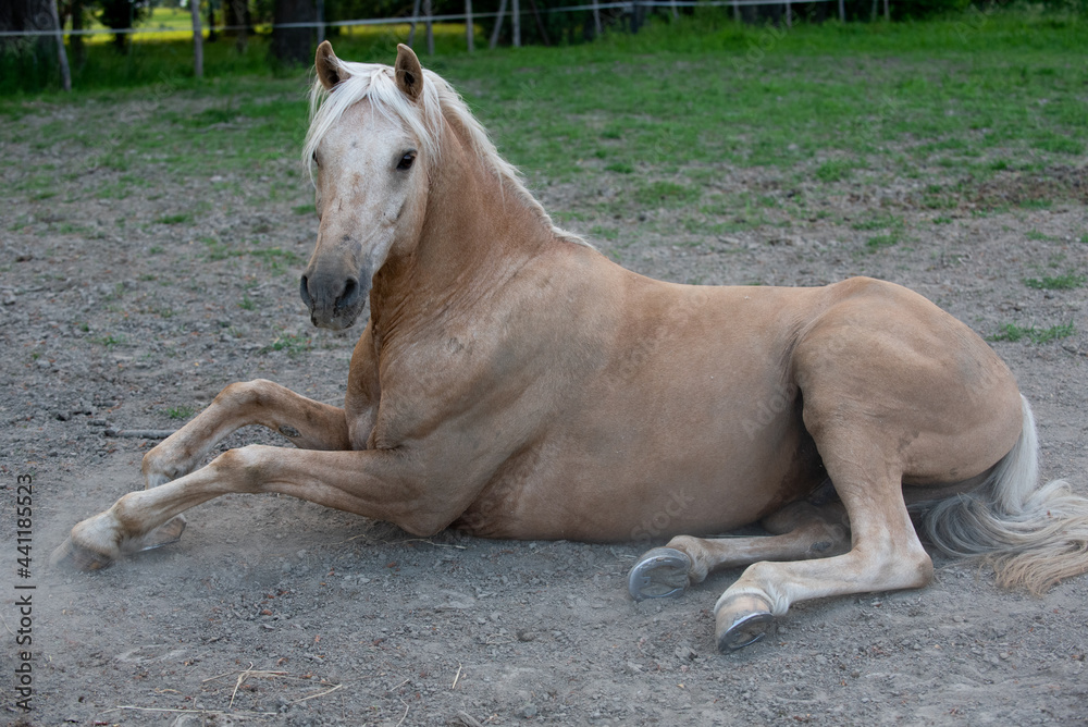 Obraz premium HOUSE cavallo stalla libertà tenerezza 