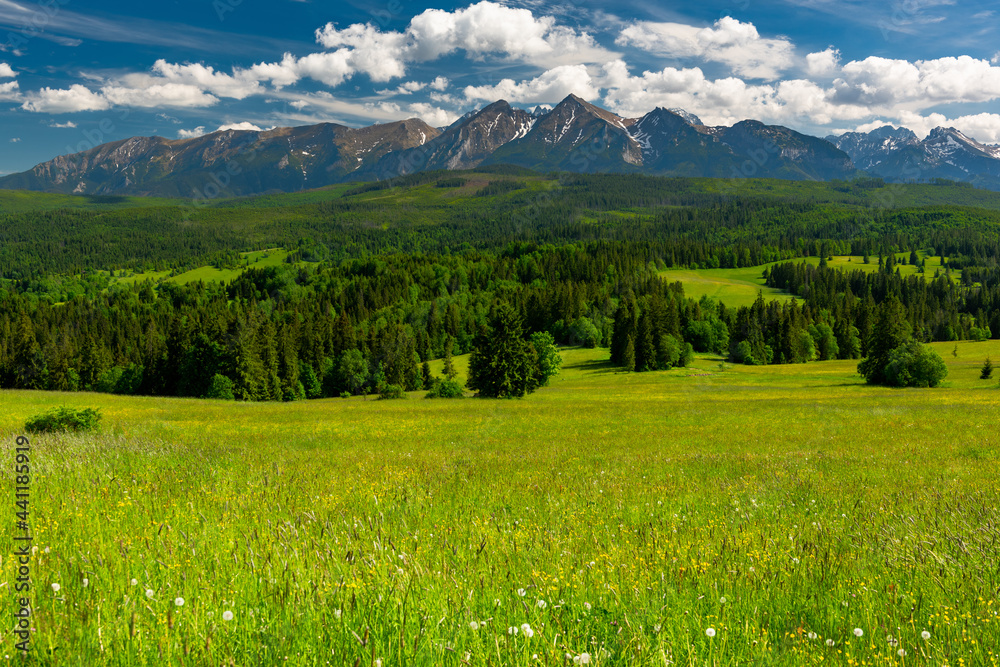 Scenic High Tatras Mountains and  Green Pasture in Lapszanka Valley at Summer. Polish Podhale Landscape.