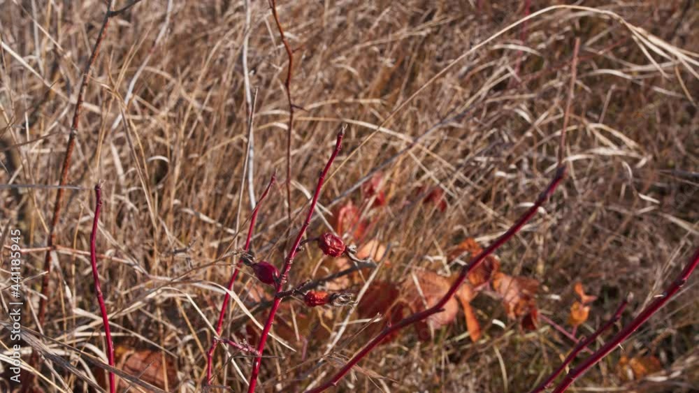 Small shrub with red rosehips. Used in herbal medicine and as food for being rich in antioxidants and vitamin c Small shrub with red rosehips. Used in herbal medicine and as food for being rich in antioxidants and vitamin c