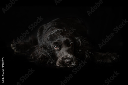 Cocker spaniel puppy on black background